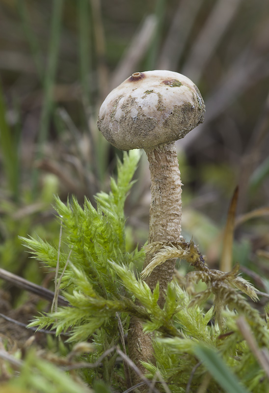 Tulostoma brumale